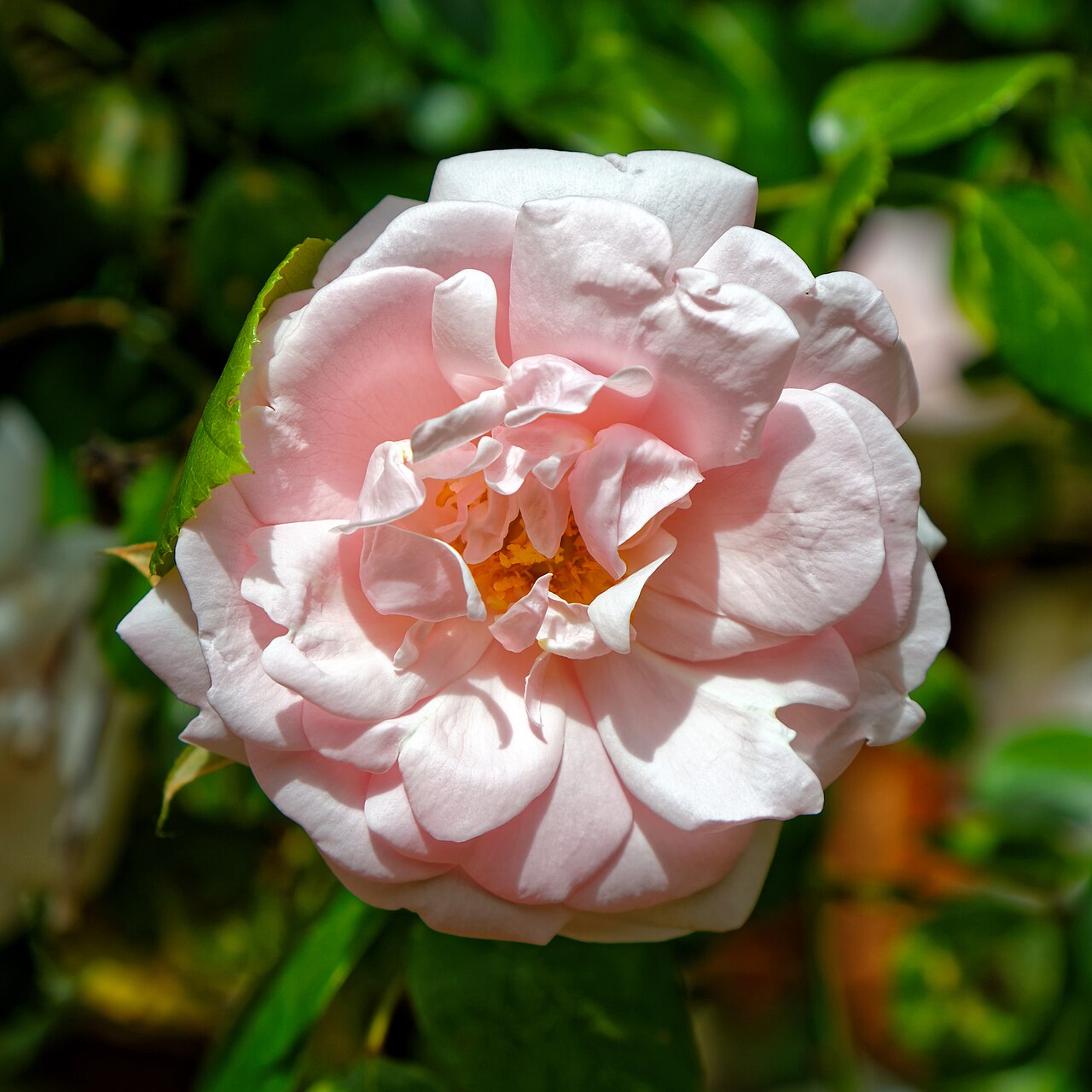 Kletterrose