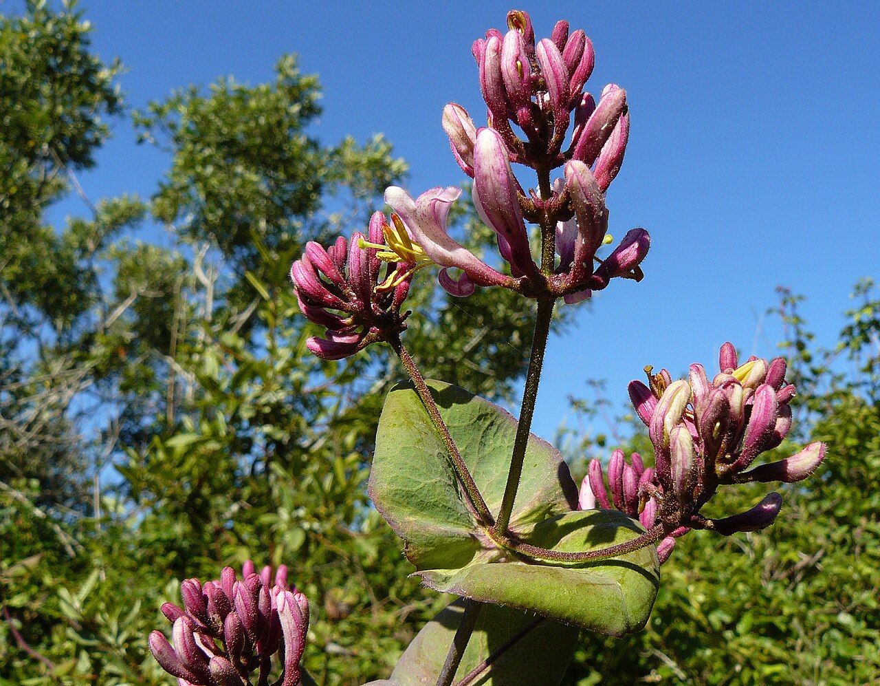 Geißblatt (Lonicera)