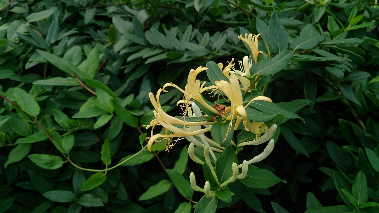 Geißblatt (Lonicera)