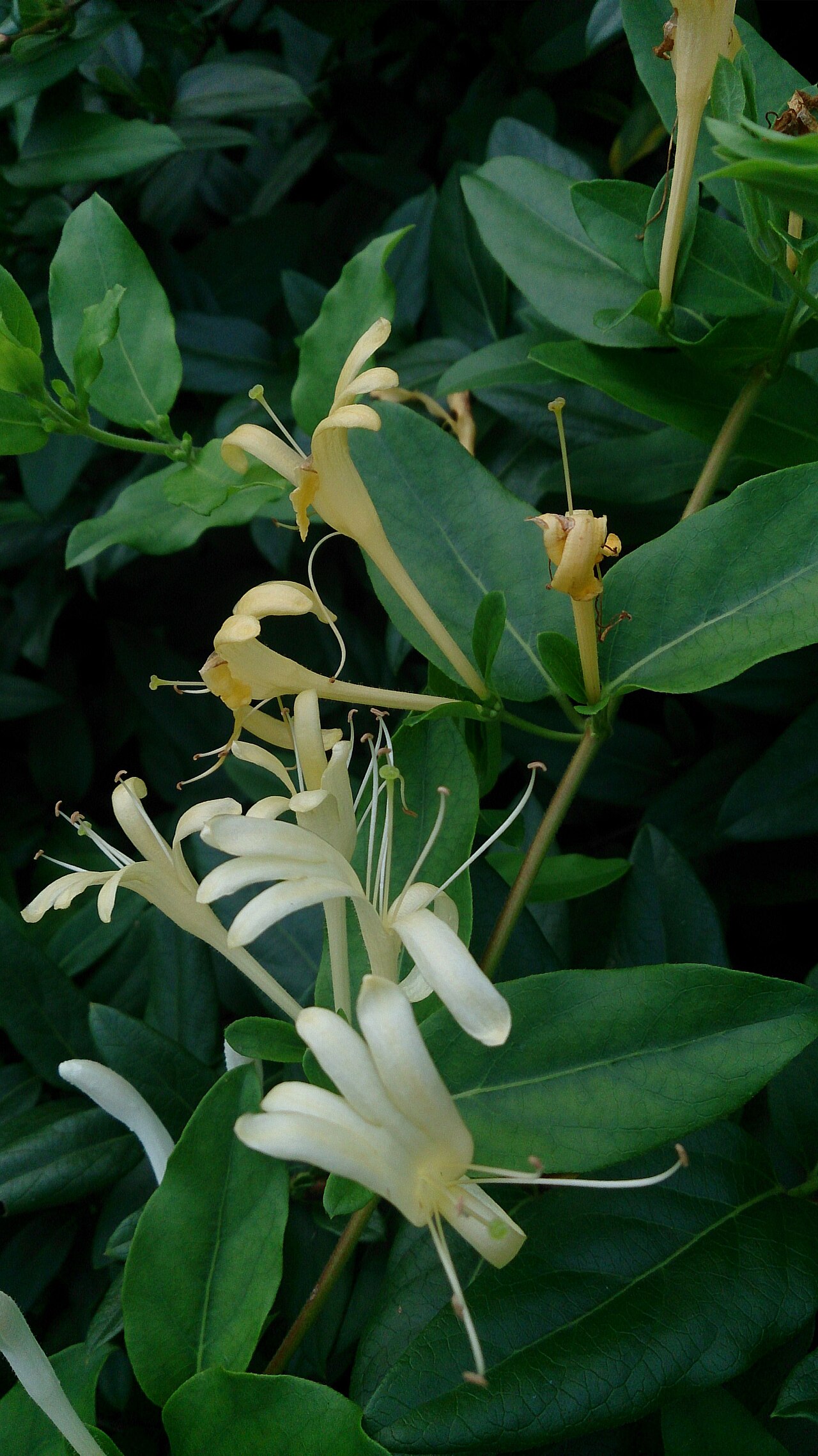 Geißblatt (Lonicera)