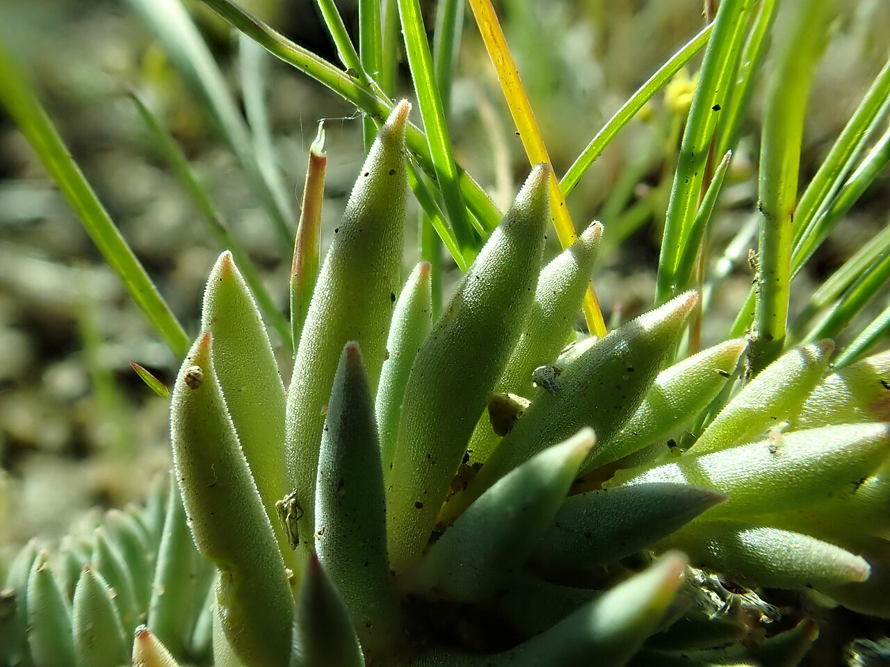 Fetthenne (Sedum)