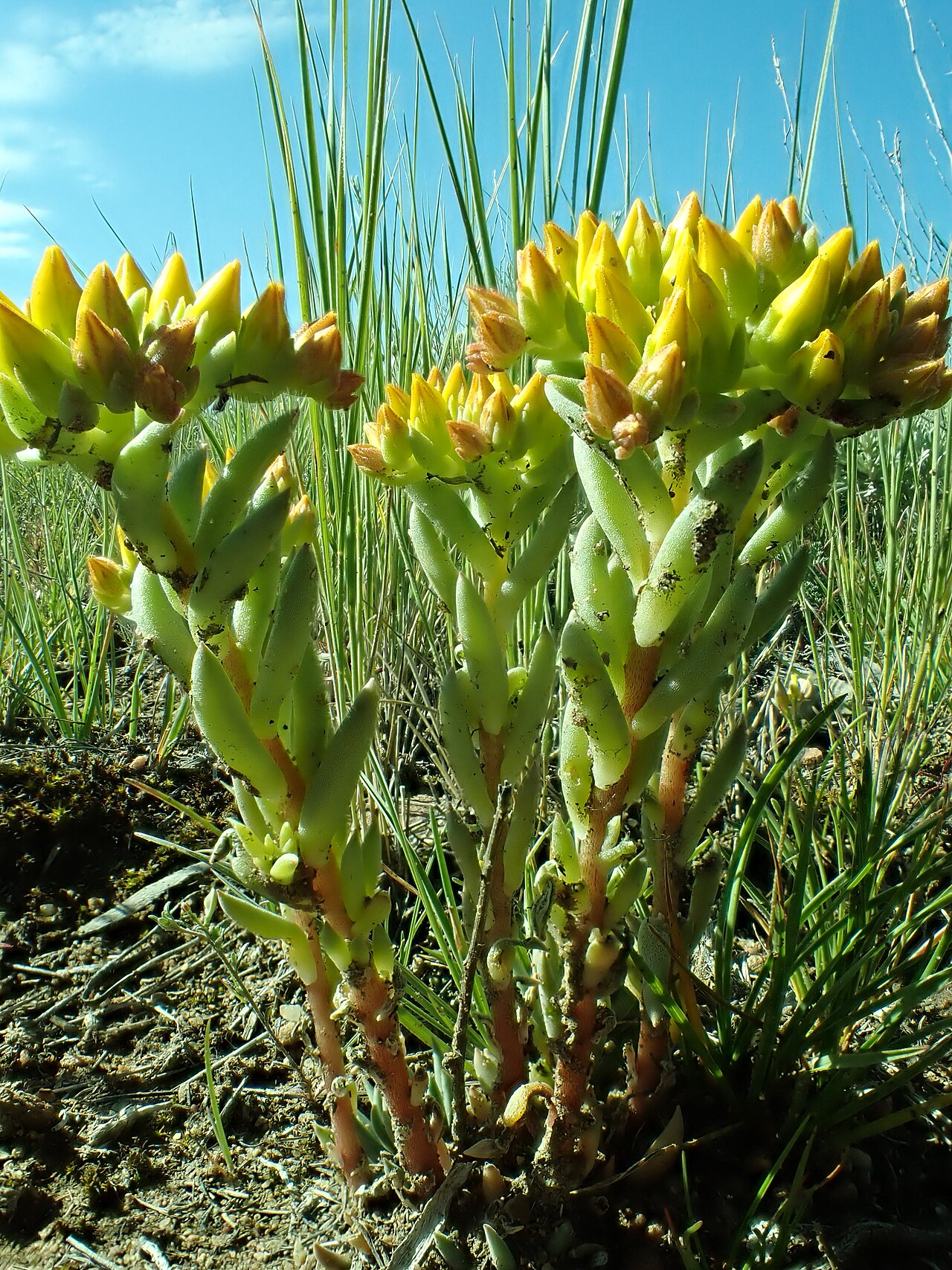 Fetthenne (Sedum)