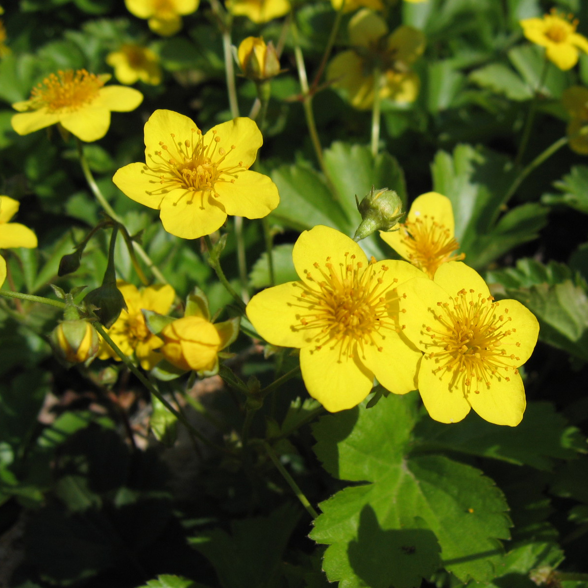 Waldsteinie (Waldsteinia ternata)