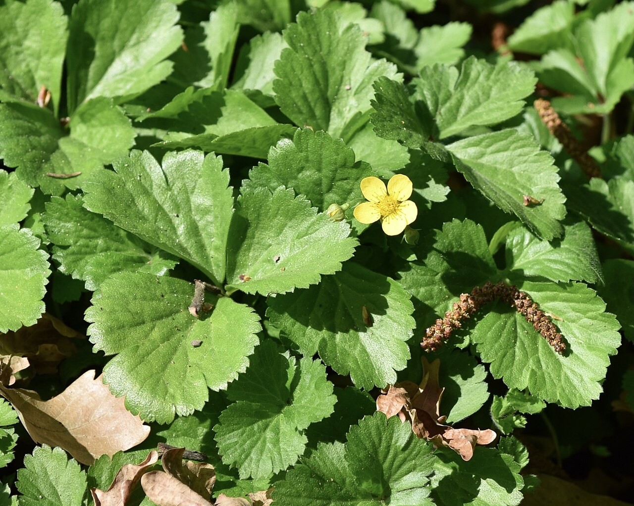 Waldsteinie (Waldsteinia ternata)