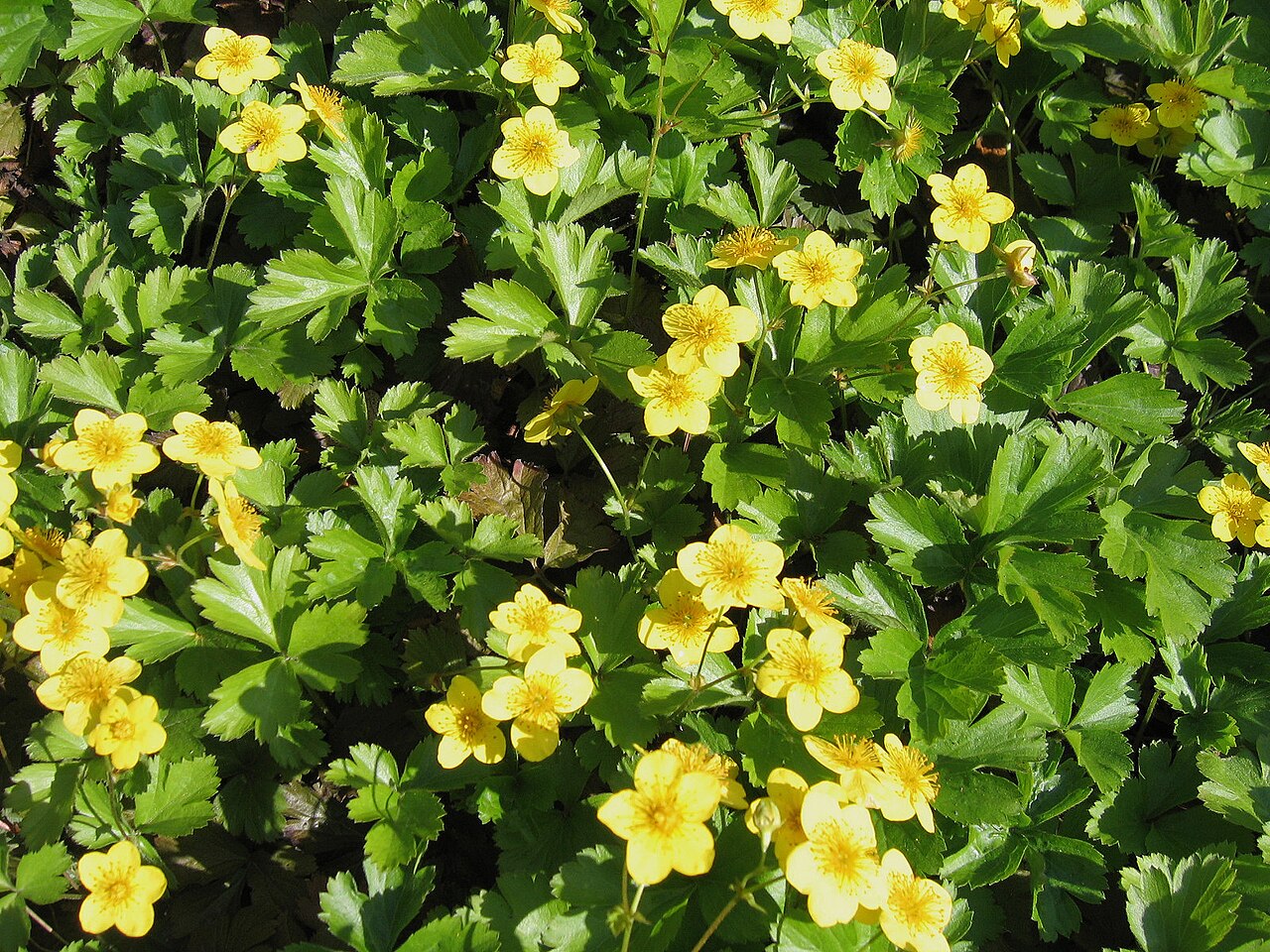 Waldsteinie (Waldsteinia ternata)