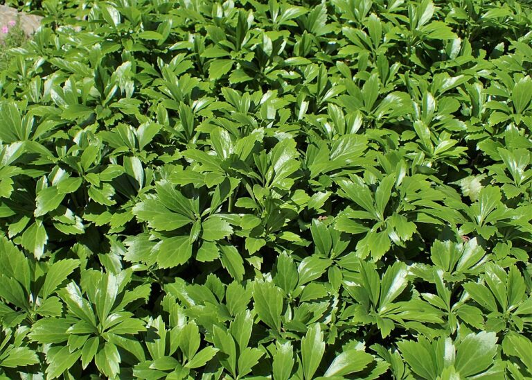 Dickmännchen (Pachysandra terminalis)