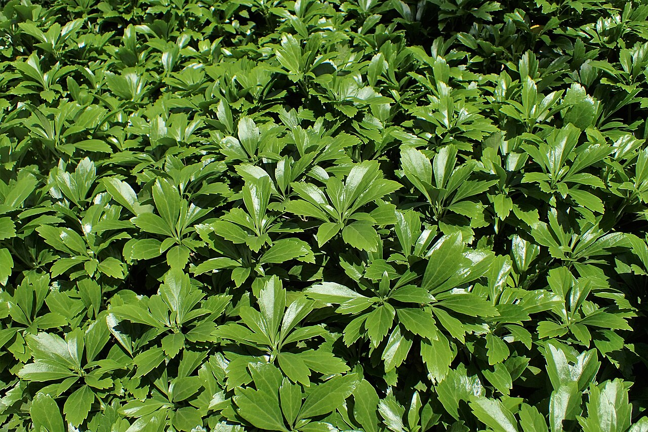 Dickmännchen (Pachysandra terminalis)