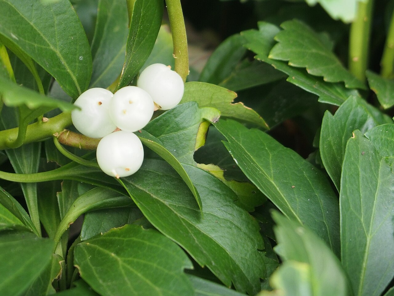 Dickmännchen (Pachysandra terminalis)