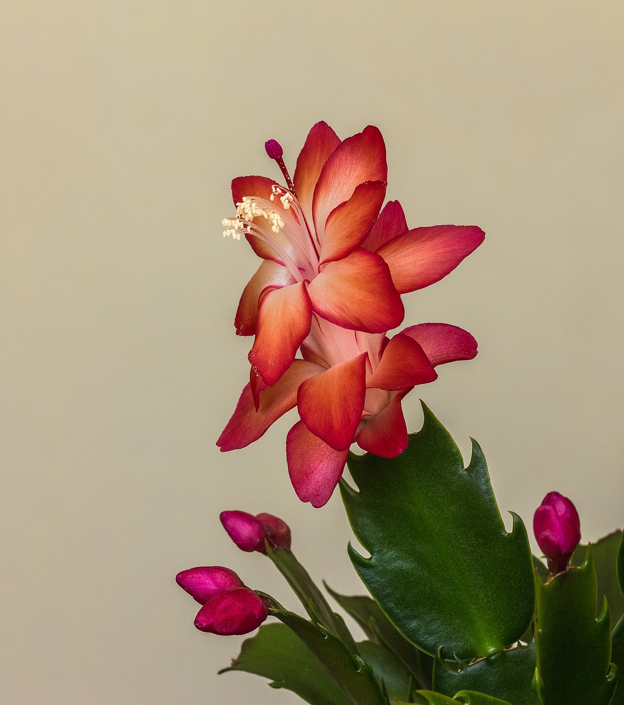 Weihnachtskaktus (Schlumbergera)