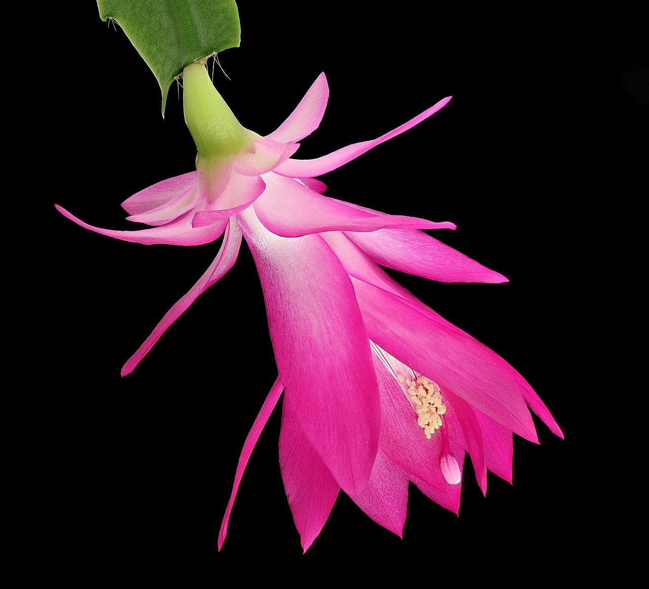 Weihnachtskaktus (Schlumbergera)