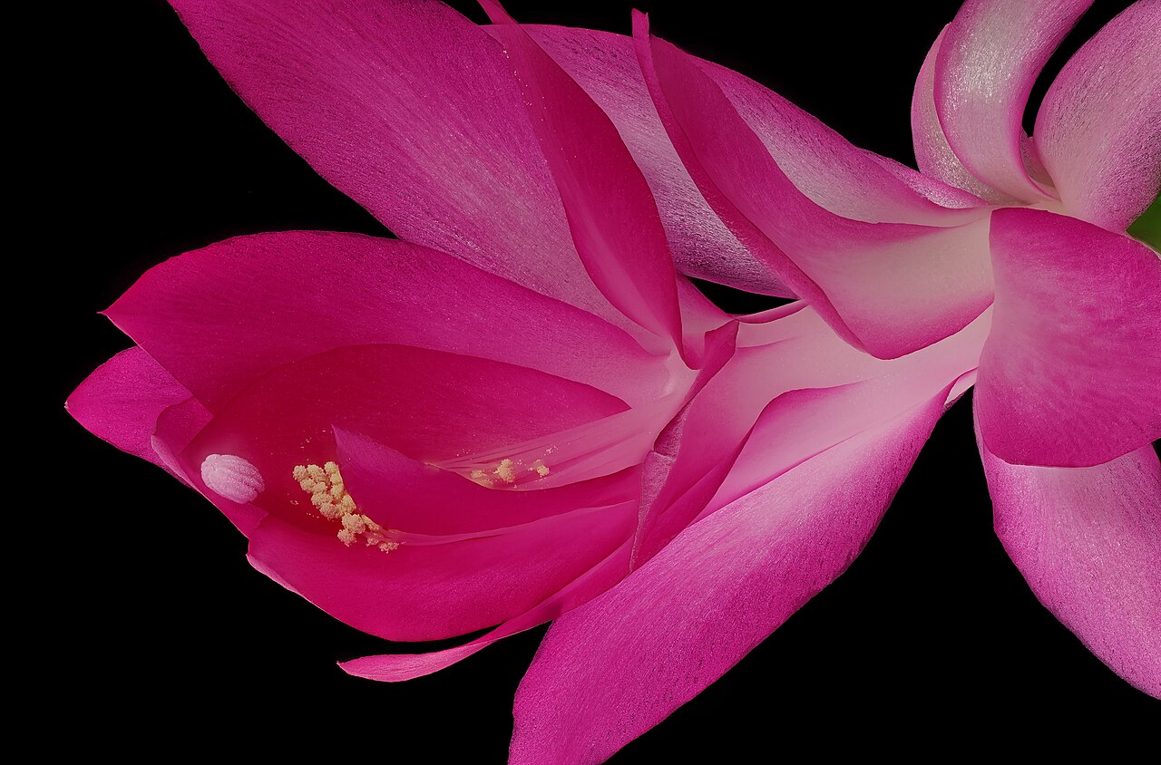Weihnachtskaktus (Schlumbergera)