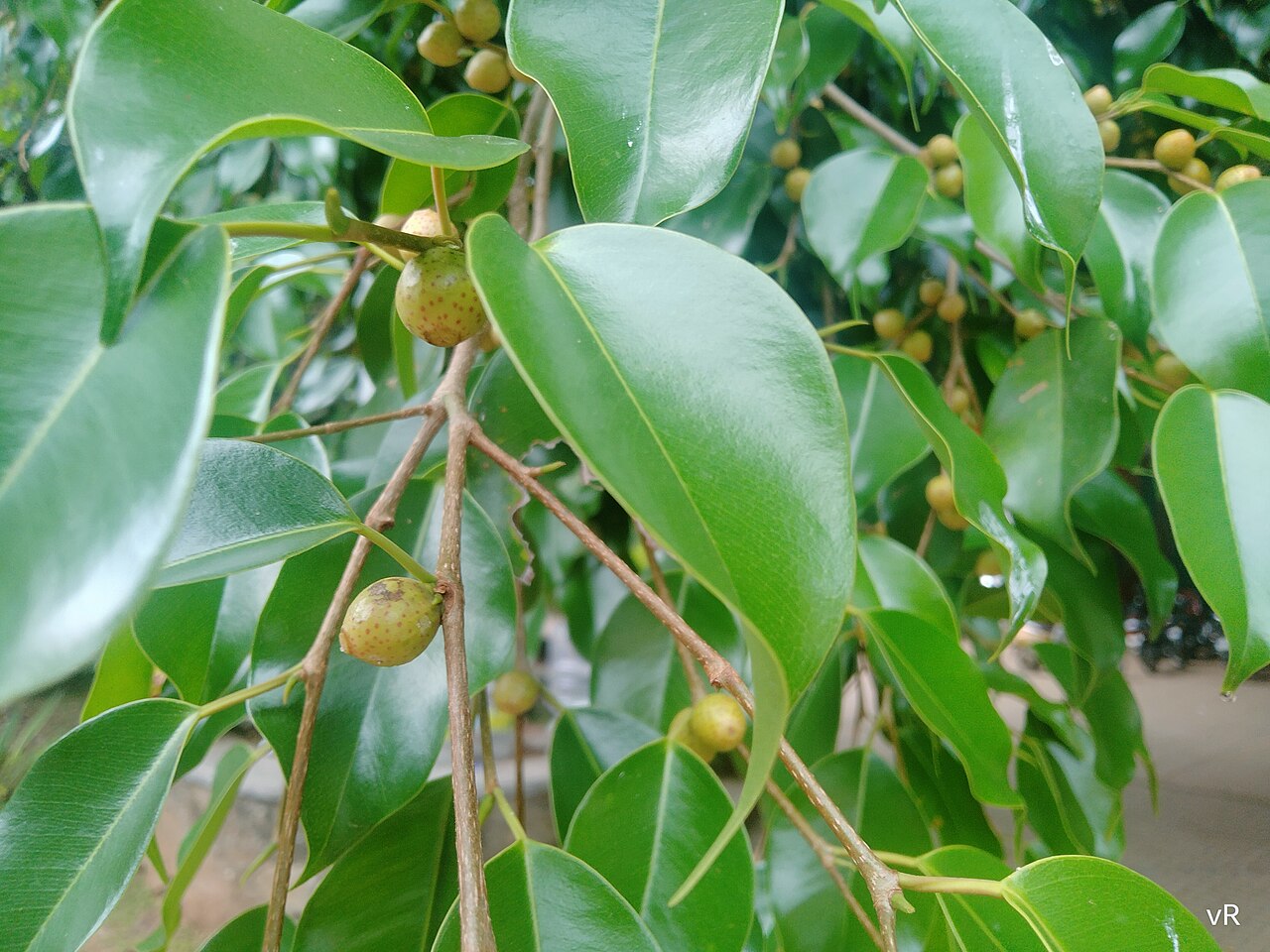 Ficus Benjamini