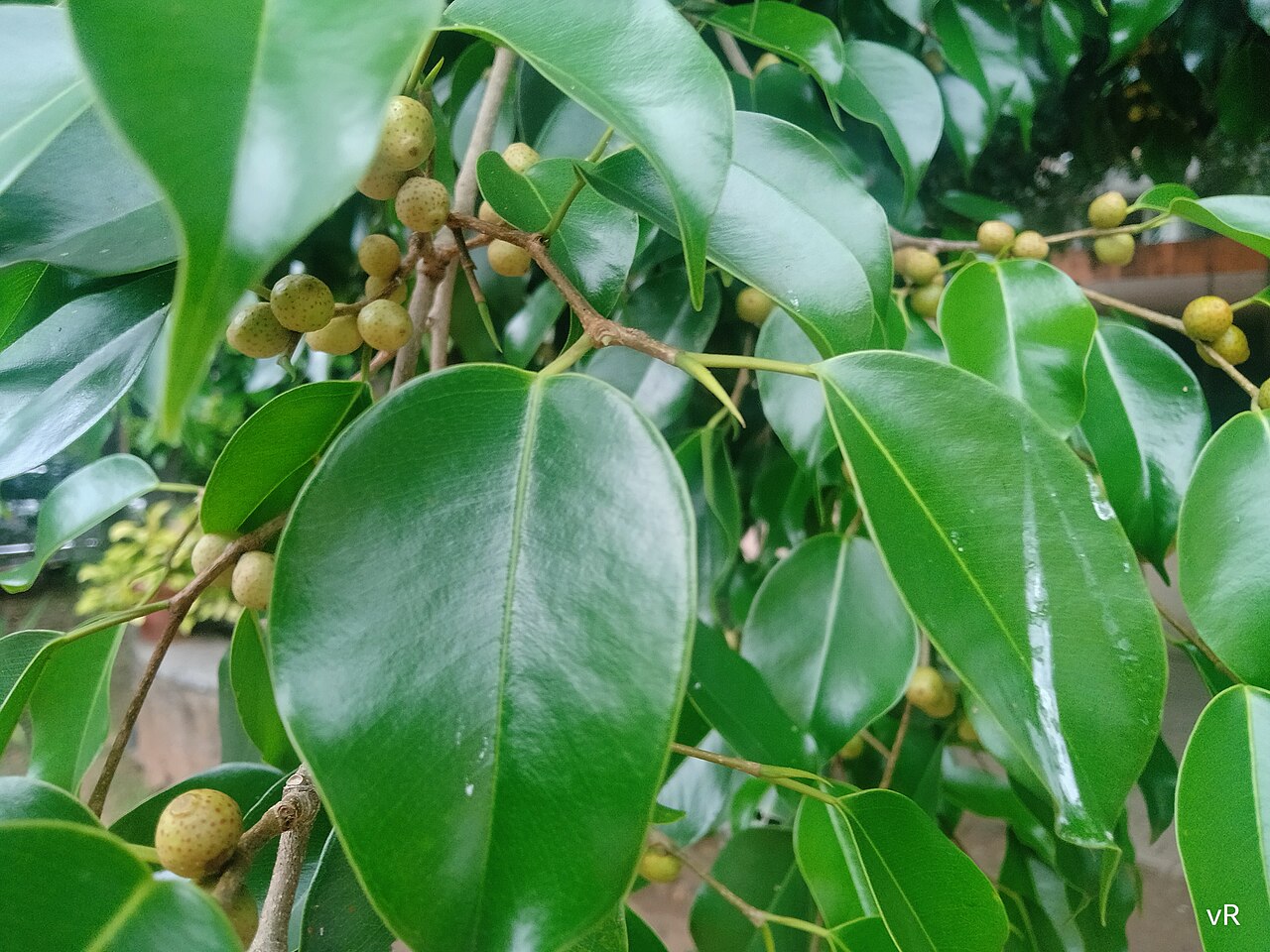 Ficus Benjamini
