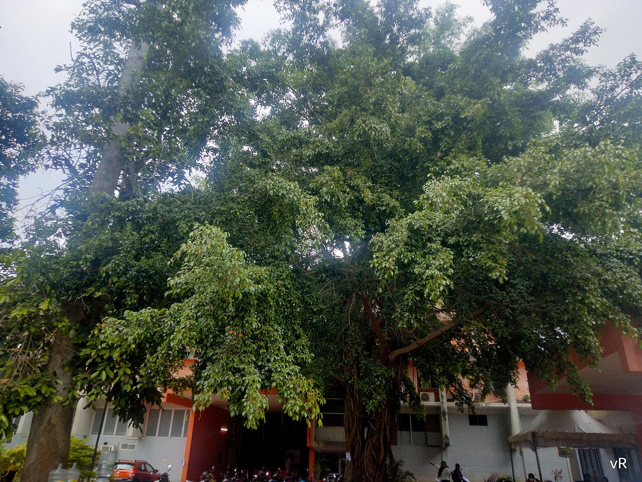 Ficus Benjamini