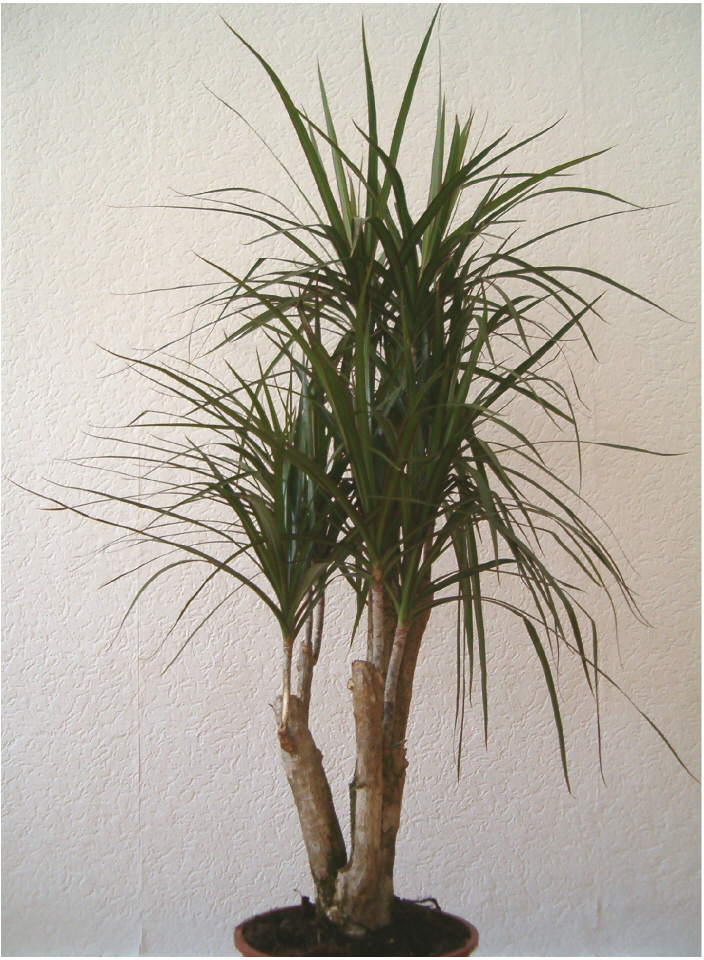 Drachenbaum (Dracaena)