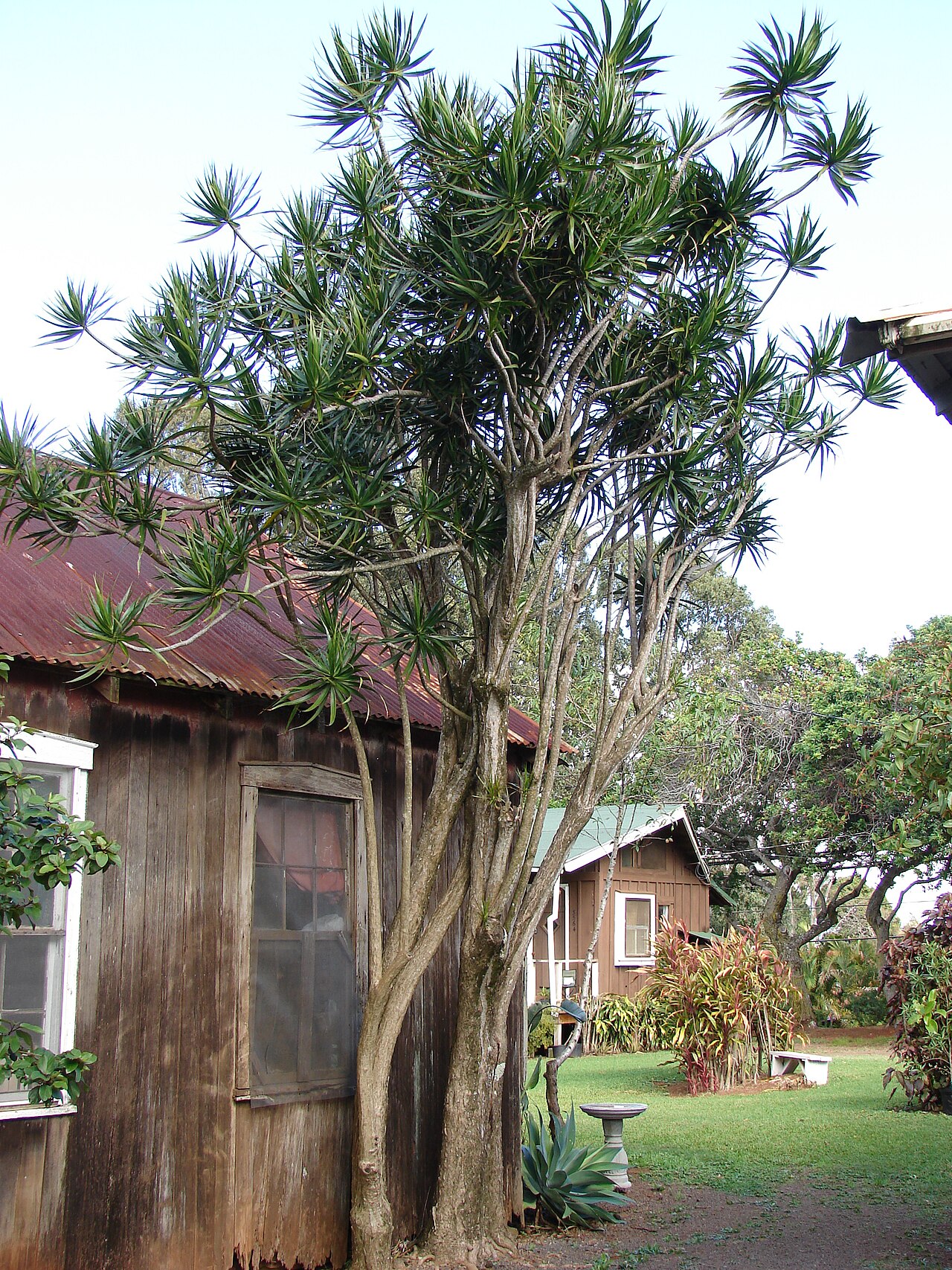 Drachenbaum (Dracaena)