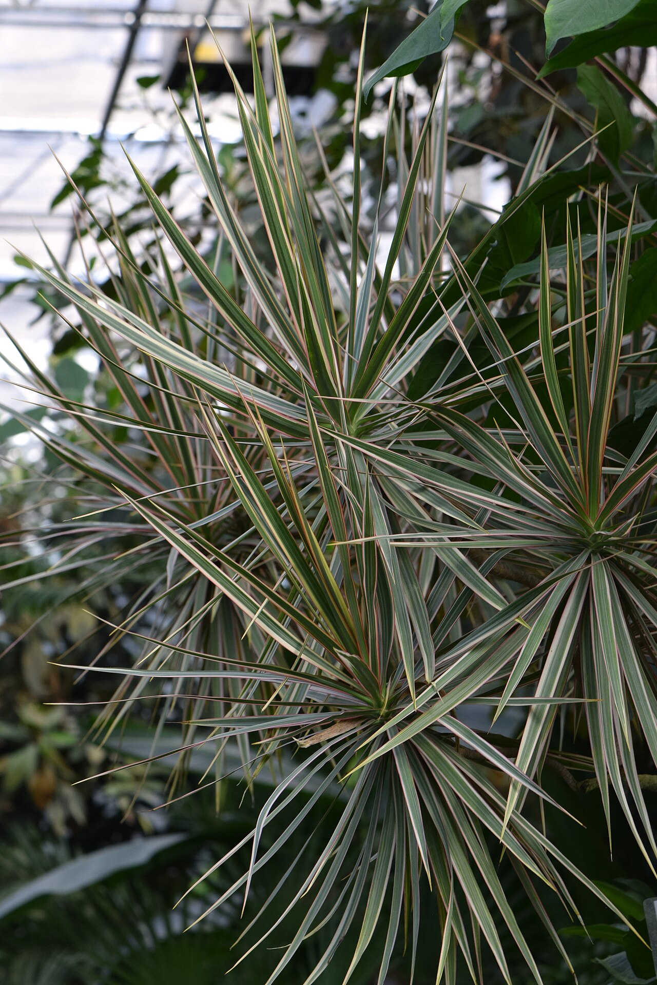 Drachenbaum (Dracaena)