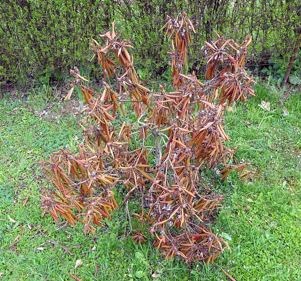 Rhododendronstrauch mit vertrockneten, braunen Blättern als Folge von Wurzelfäule durch Übergießen