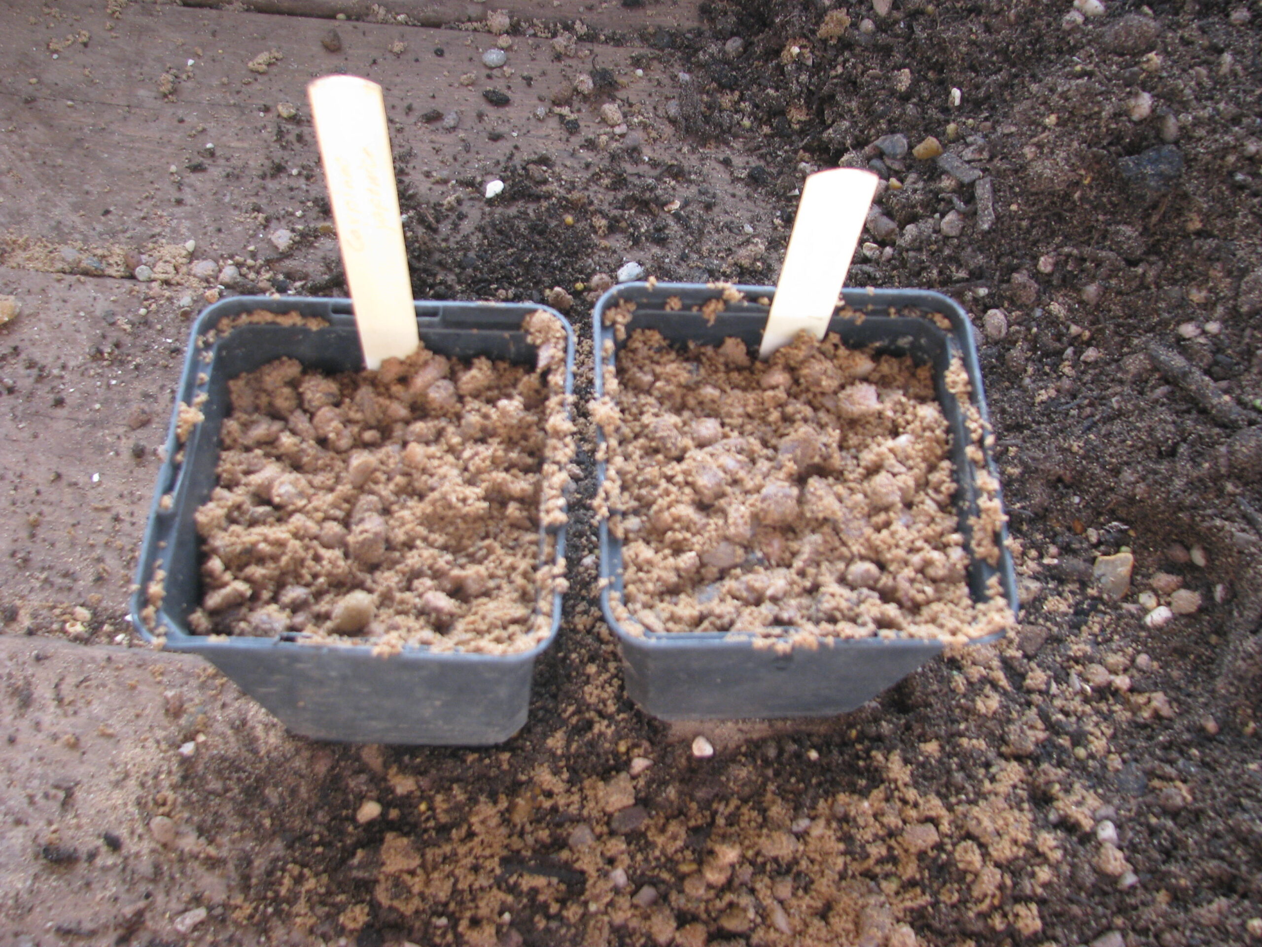 Zwei mit Sand abgedeckte und beschriftete Anzuchttöpfe nach der Aussaat