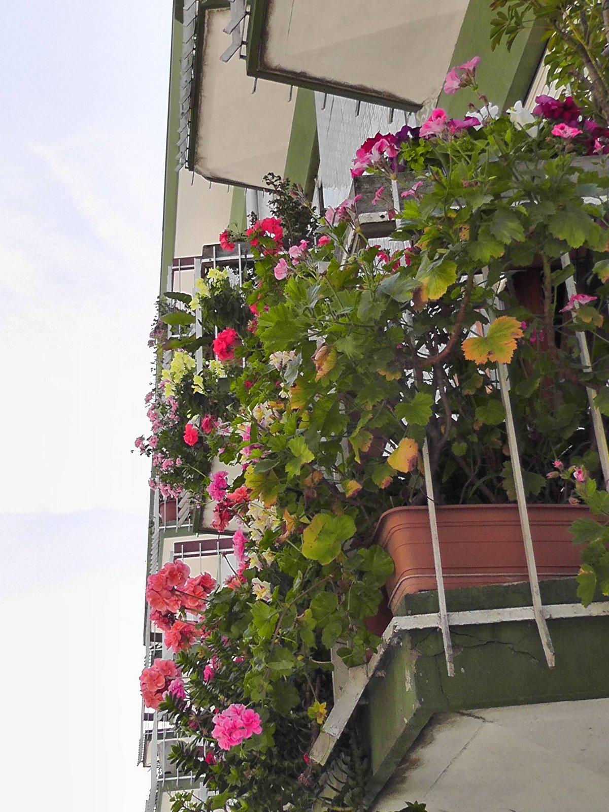 Balkonkasten mit bunt blühenden Sommerblumen