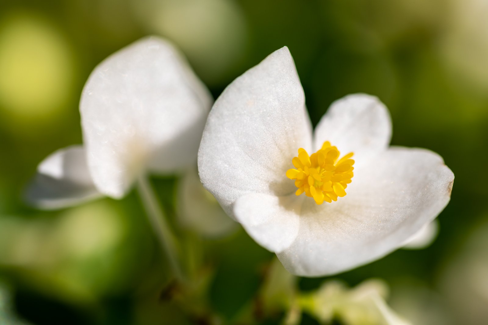 Blühende Eisbegonien (Begonia semperflorens) im Beet
