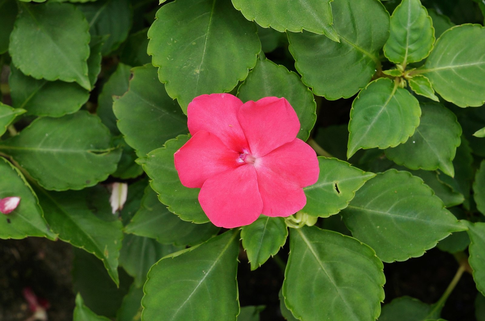 Blühendes Fleißiges Lieschen (Impatiens walleriana) im Schatten