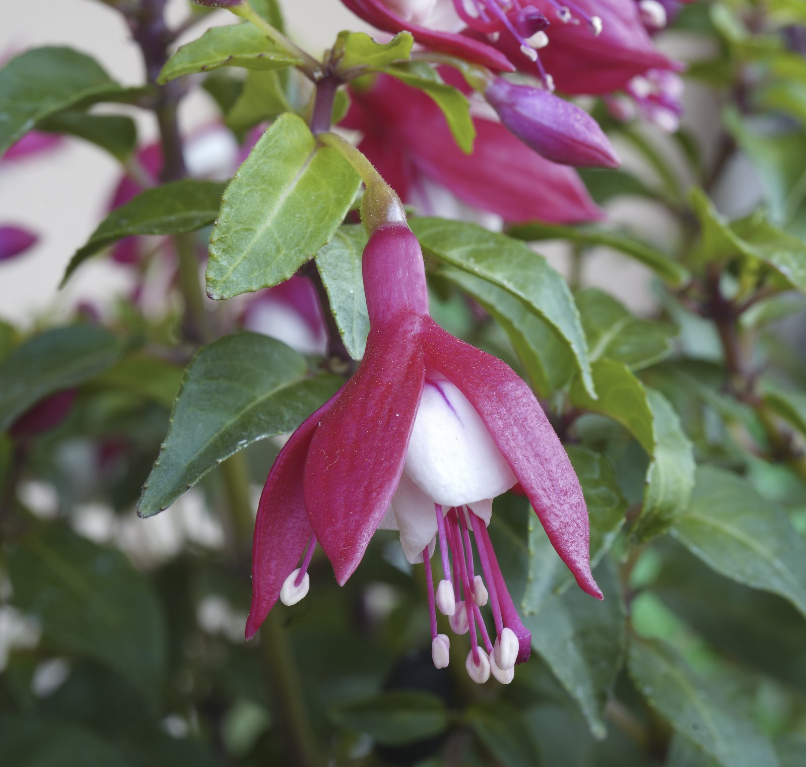 Nahaufnahme einer baumelnden Fuchsienblüte