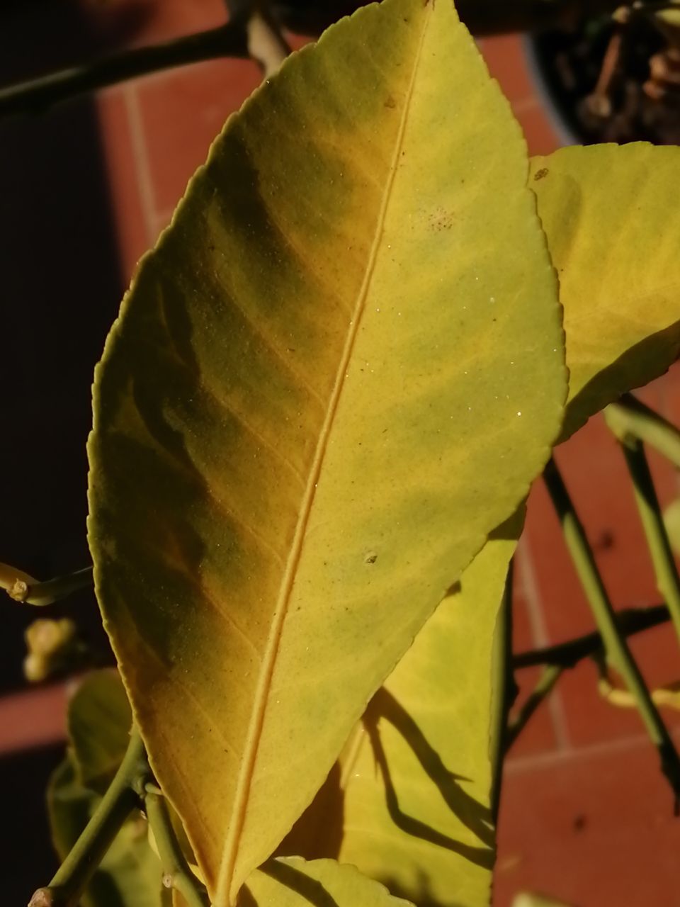 Gelb verfaerbtes Blatt einer Zitruspflanze als typisches Symptom von Giessfehlern