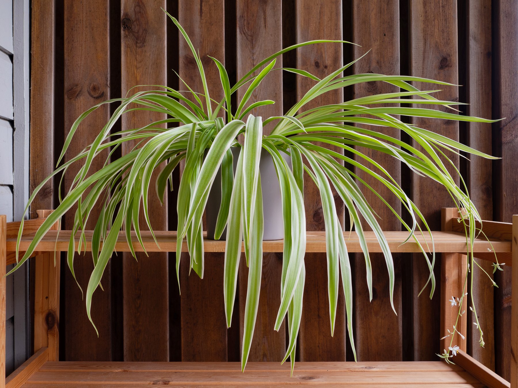 Chlorophytum comosum (Grünlilie) mit jungen Kindeln (Ablegern) an herabhängenden Ausläufern