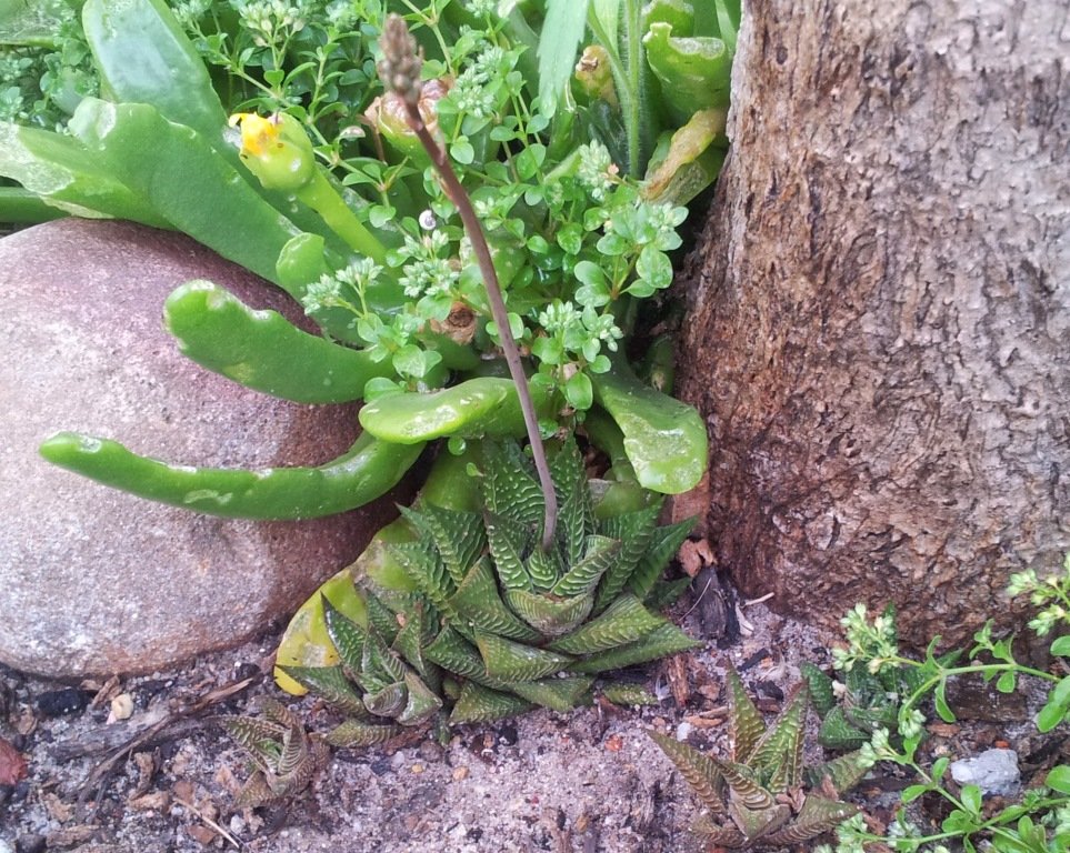 Haworthia mit mehreren kleinen Ablegern an der Basis der Mutterpflanze