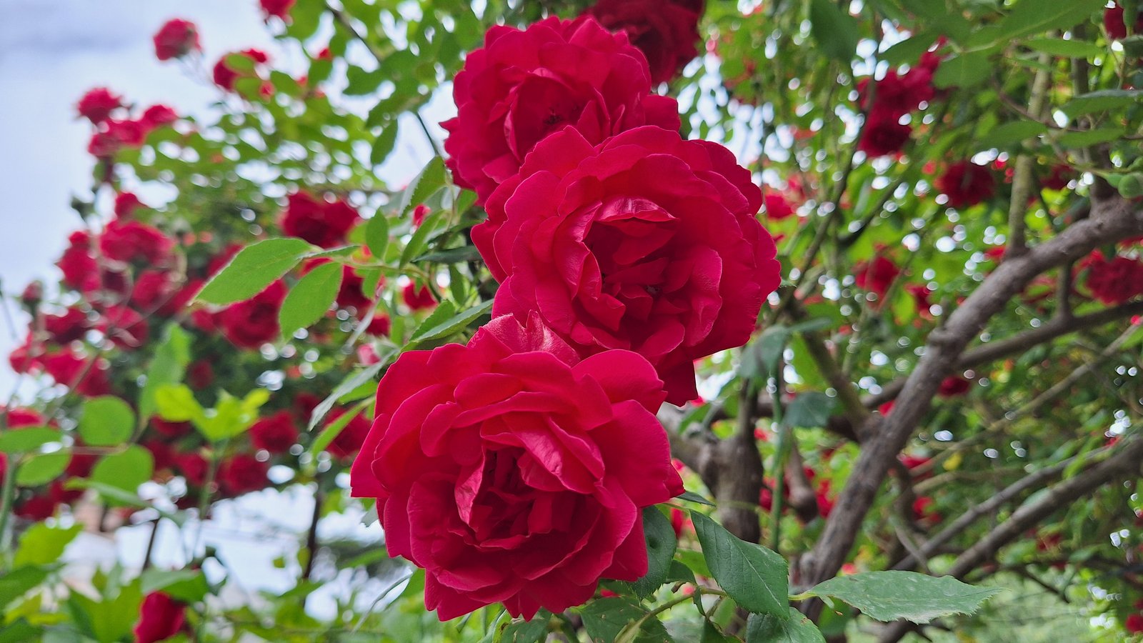 Nahaufnahme der Blüten einer Kletterrose