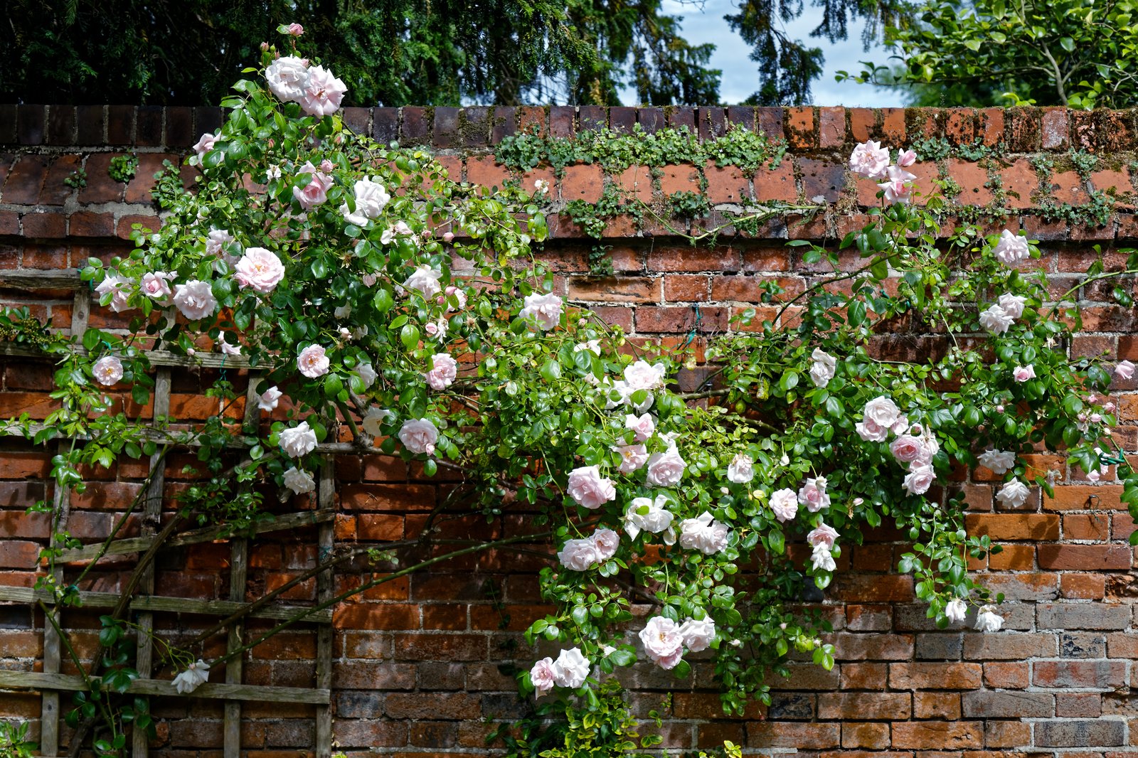 Rosa blühende Kletterrose rankt an einer Pergola