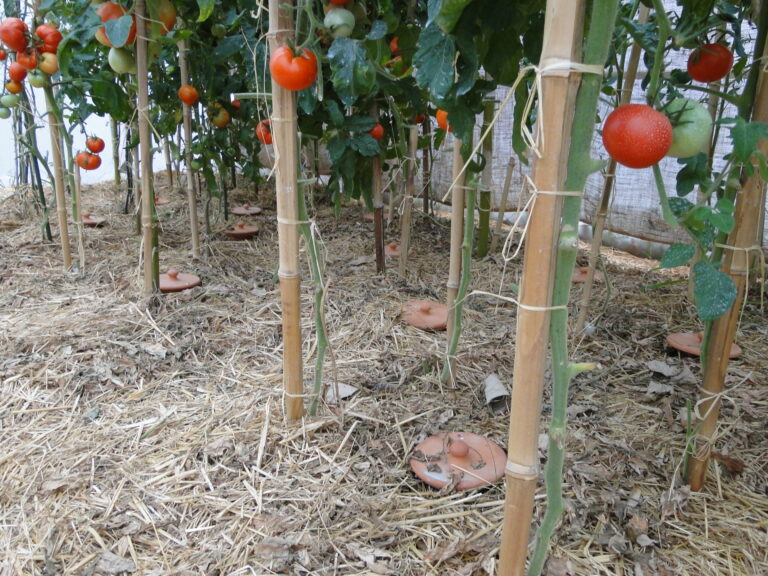 Vergrabene Tongefäße (Ollas) bewässern Tomatenpflanzen als passives Wasserreservoir