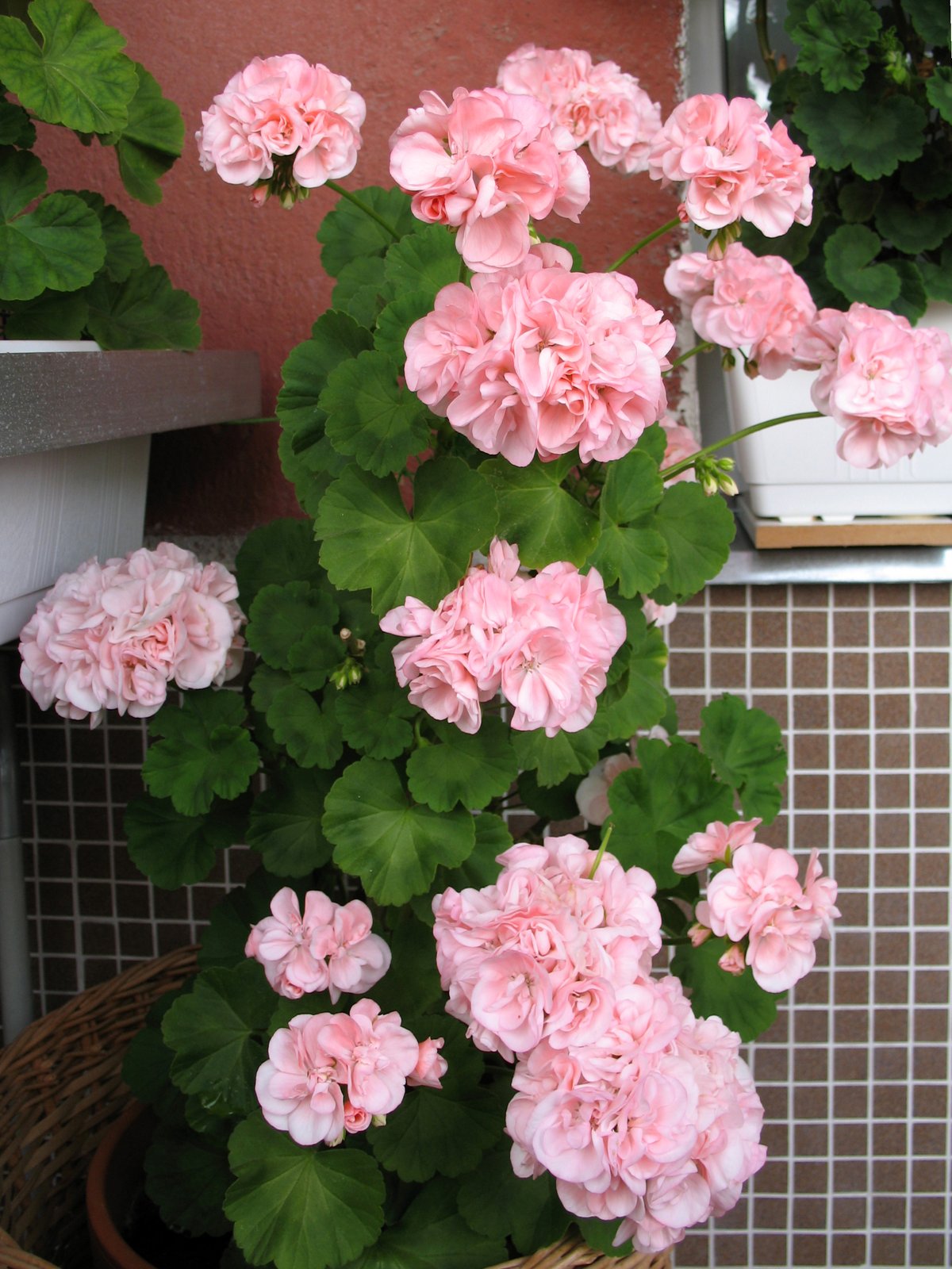 Nahaufnahme einer rosafarbenen Pelargonienblüte