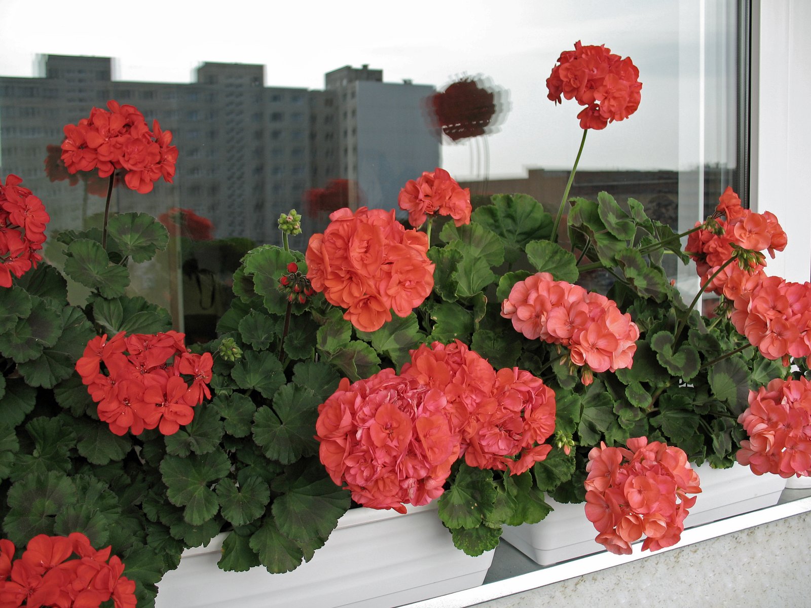 Blühende Pelargonien in einem Balkonkasten