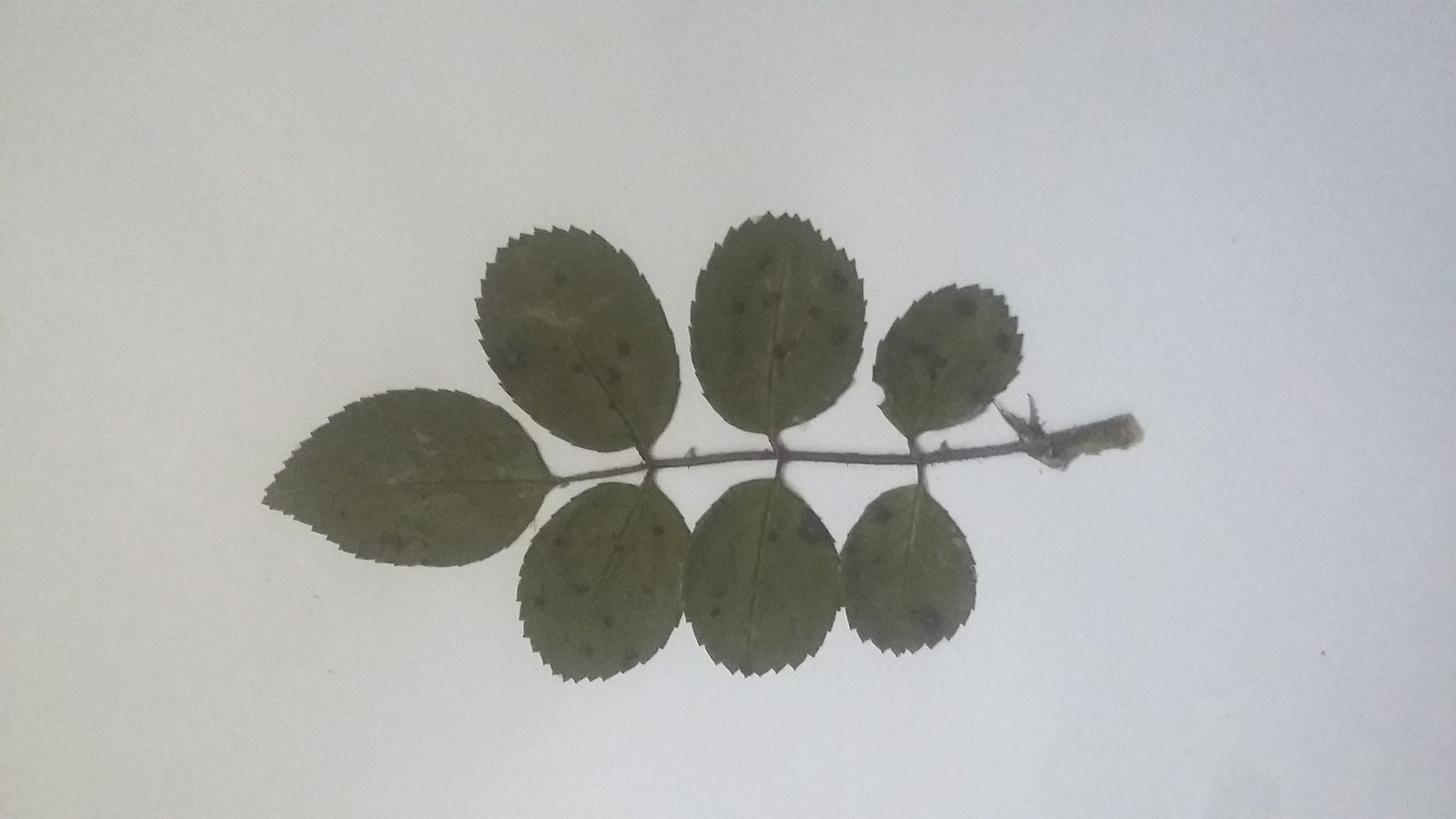 Schwarze Flecken durch Sternrußtau (Diplocarpon rosae) auf einem Rosenblatt