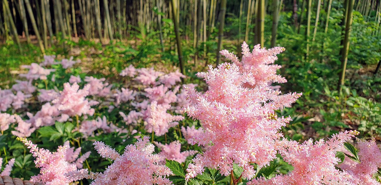 Rosa-weiße, federartige Blütenrispen der Astilbe im Schattengarten