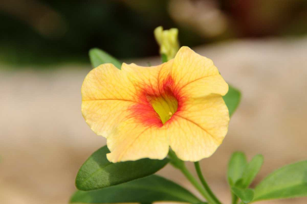 Gelb-rote Blüte des Zauberglöckchens (Calibrachoa) für den Blumenkasten