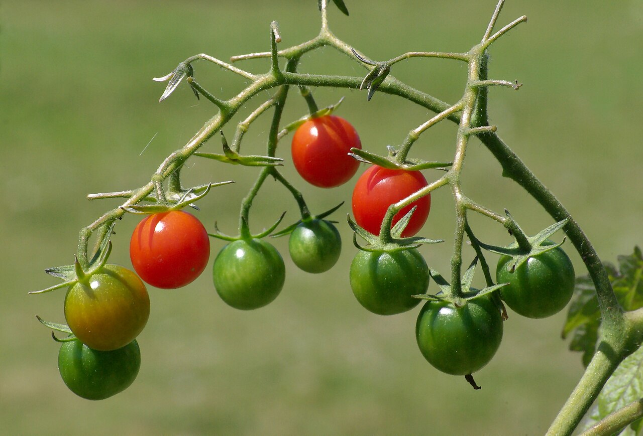 Reife rote und noch grüne Kirschtomaten hängen an einer Rispe