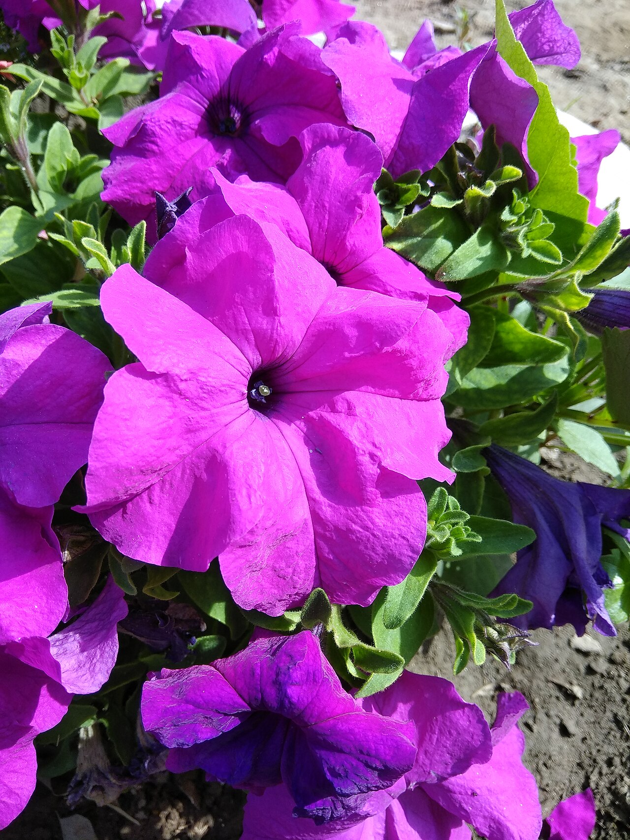 Violette Petunienblüte in Nahaufnahme im Garten