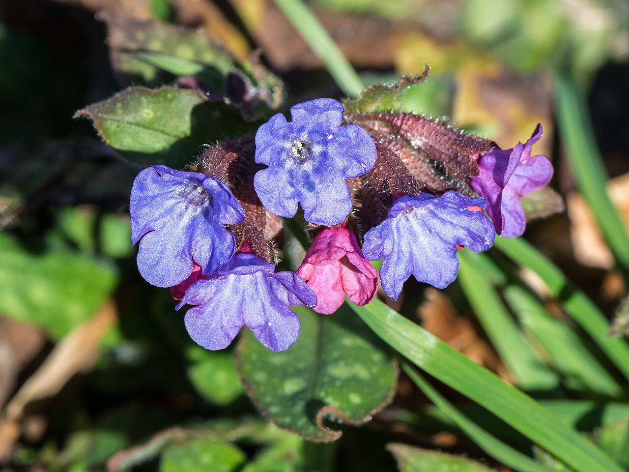 Blau-violett und rosa gefärbte Blüten des Gefleckten Lungenkrauts (Pulmonaria officinalis)