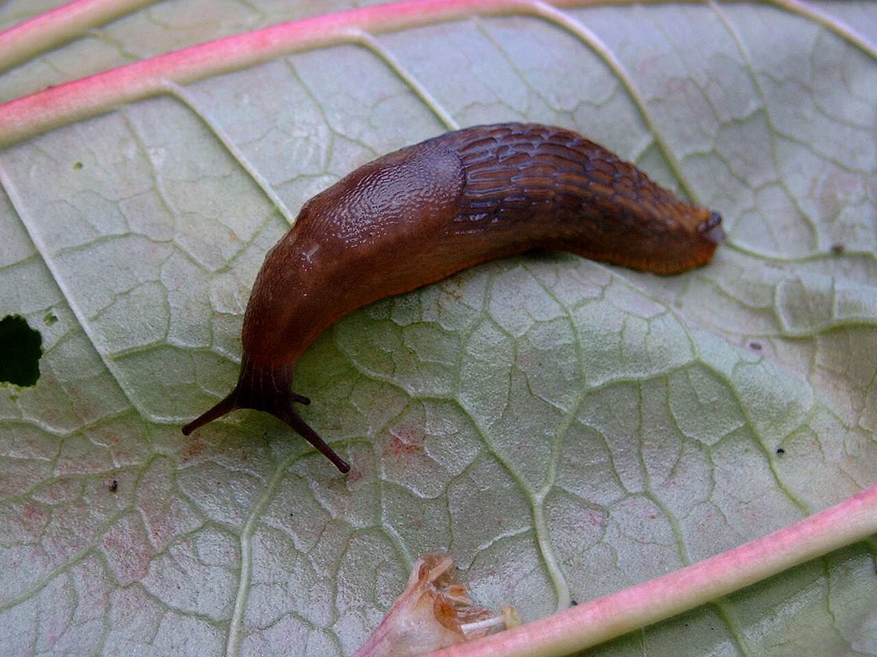 Rote Wegschnecke (Arion rufus) frisst an einem Blatt im Garten