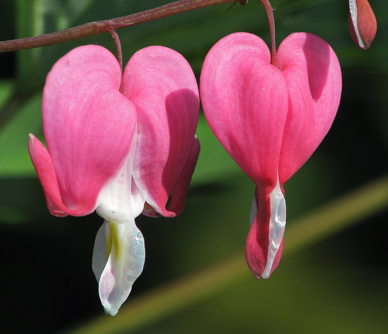 Herzförmige rosa-weiße Blüten des Tränenden Herzens (Dicentra spectabilis)